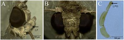 Fine Structure and Olfactory Reception of the Labial Palps of Spodoptera frugiperda